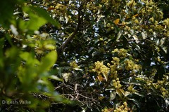 Beilschmiedia dalzellii